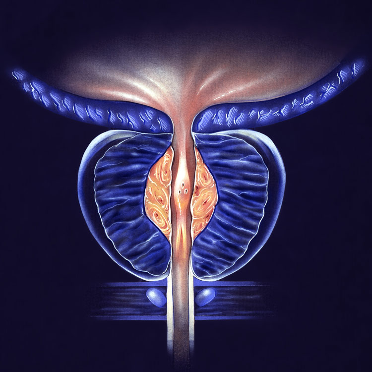 What controls the growth of the prostate gland?